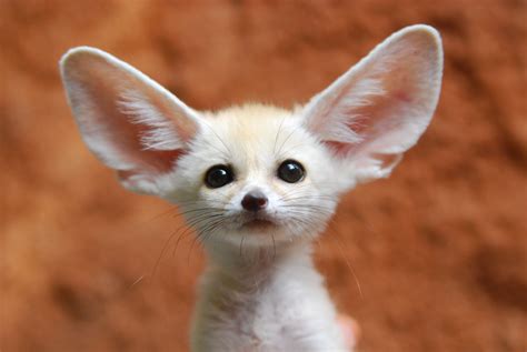 can you own a fennec fox in georgia Exotic pets