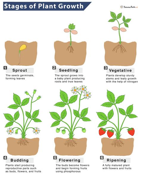 Stages Of Plant Growth Diagram - Ponasa