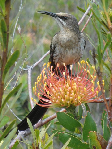 TABLE MOUNTAIN WILDLIFE - UHM, WHERE IS IT? - The Fynbos Guy