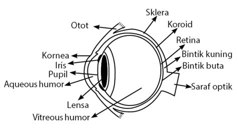 13 Bagian Mata dan Fungsinya – idschool.net