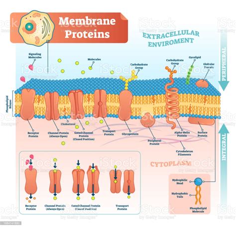 Membrane Protein Function Diagram Labeled Membrane Proteins