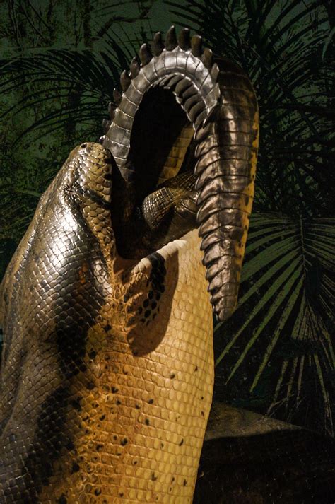 Photoblog: Titanoboa: Monster Snake Exhibit – The Academy of Natural ...