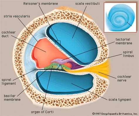 Human ear - Cochlea, Hearing, Balance | Britannica