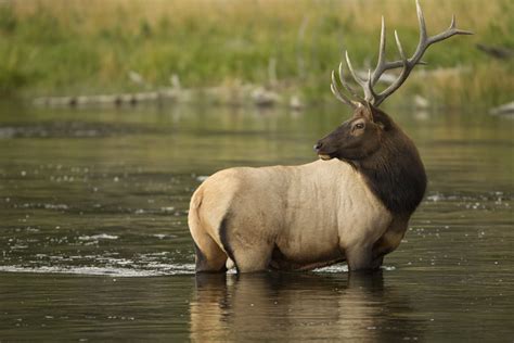 Yellowstone National Park wildlife location in USA, North America ...