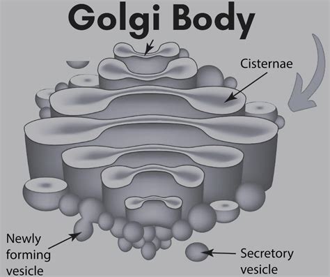 Short Note on Golgi Apparatus- Class 9 - CBSE Class Notes Online ...