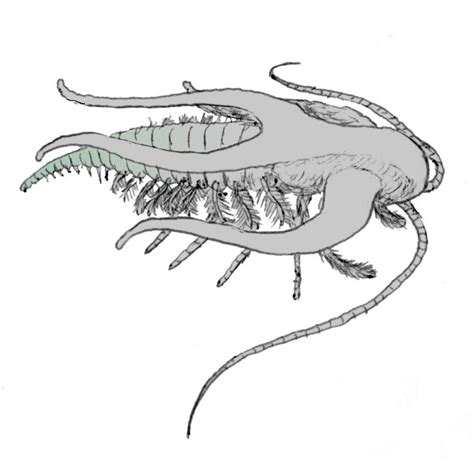 Arthropoda | Fossil Wiki | Fandom