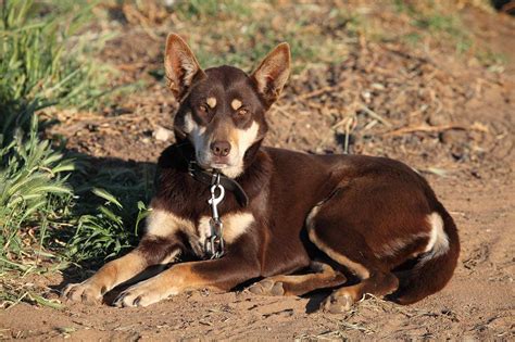 Australian Kelpie Dog Breed » Everything About Australian Kelpie