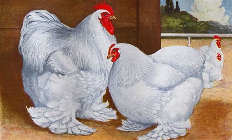 Cochin Chicken: The Amazing Backstory of the Chicken That Changed The World