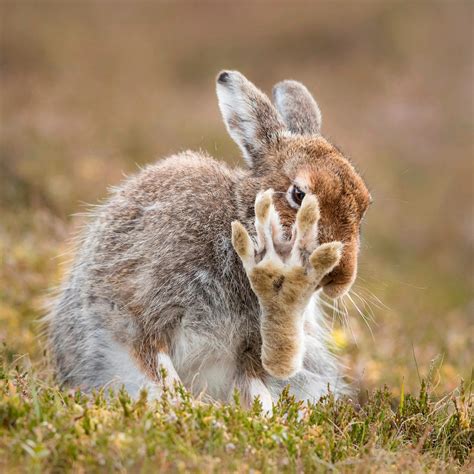 PsBattle: This rabbit and its foot : photoshopbattles