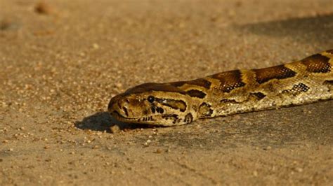 African Rock Python: Giant Nonvenomous Constrictor - Python Fanatics