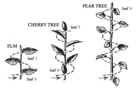 Fibonacci Numbers - Are plants mathematicians?! - Sura Jeselsohn