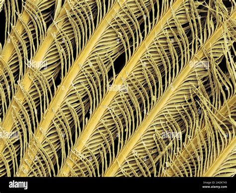 Penguin feather, coloured scanning electron micrograph (SEM). The ...