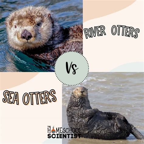 River Otters vs Sea Otters - The Homeschool Scientist