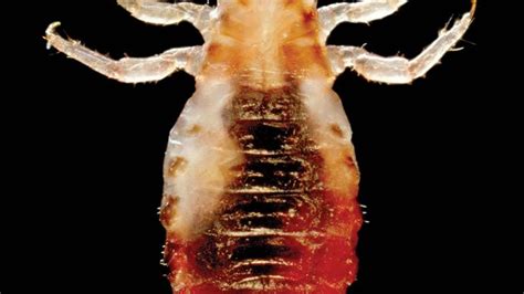 human louse | Description, Subspecies, Behaviours, & Facts | Britannica