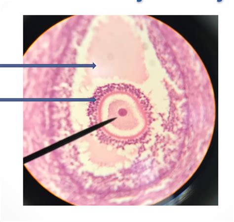 Secondary oocyte- histology Diagram | Quizlet