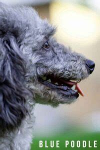 Blue Poodle Care, Coat Facts and Color Genetics