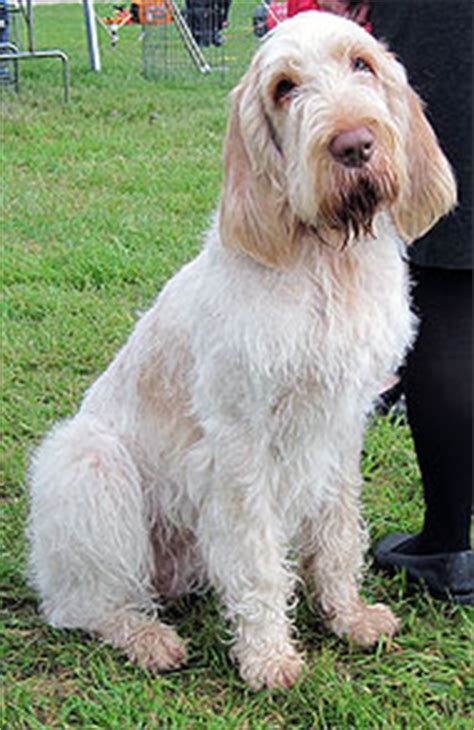 spinone italiano dog - sporting dog breeds - online dog encyclopedia ...