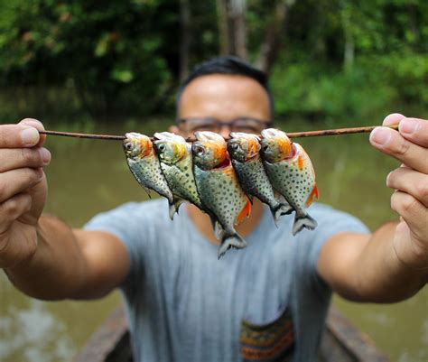 [コンプリート！] amazon rainforest amazon river piranha 103095 - Gambarsaeenx