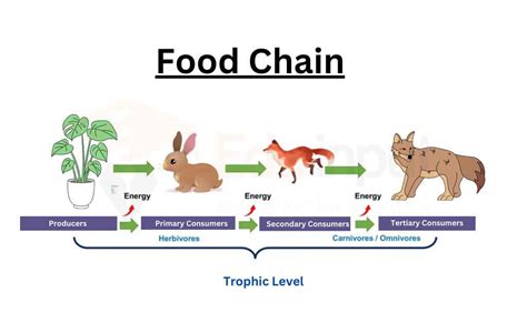 Food Chain (Definition, Types, and Examples)