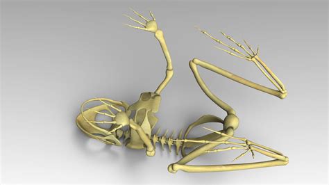 3d frog skeleton model