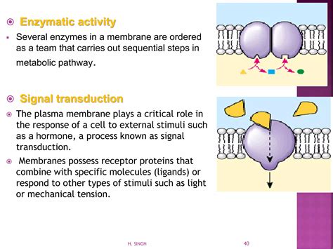 Plasma Membrane (Structure and Functions) | PPT