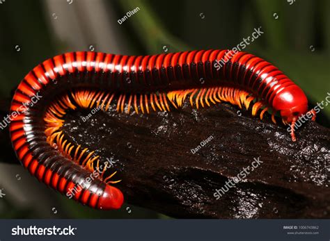 Redlegged Fire Millipede Aphistogoniulus Corallipes Endemic Stock Photo ...