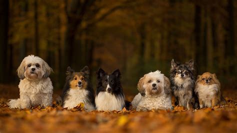 Group Of Dogs