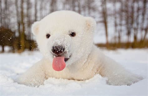 24 Pics Of Adorable Polar Bear Cubs Chilling Out In The Snow Showing Us ...