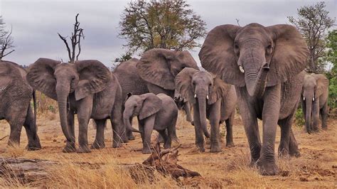 Lake Kariba | herd of elephants • Going Wild