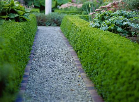 13 Best Shrubs for Making Hedges