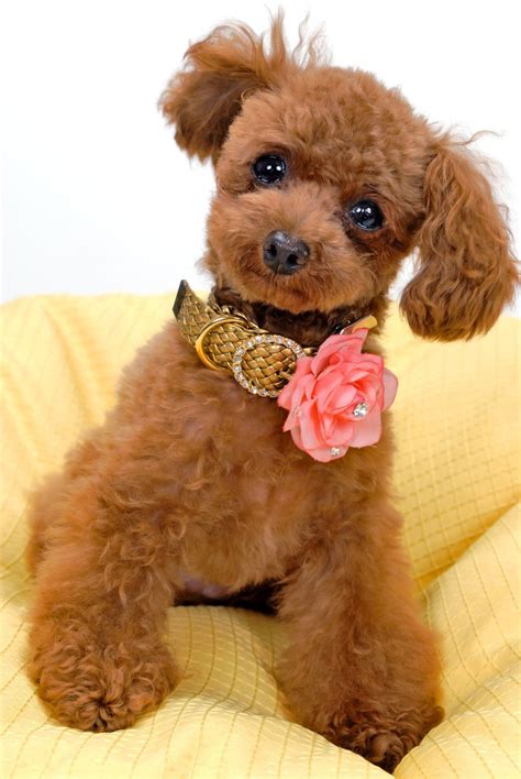 Poodle Wallpapers - Top Free Poodle Backgrounds - WallpaperAccess