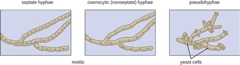 Fungi | Microbiology: Health and Disease