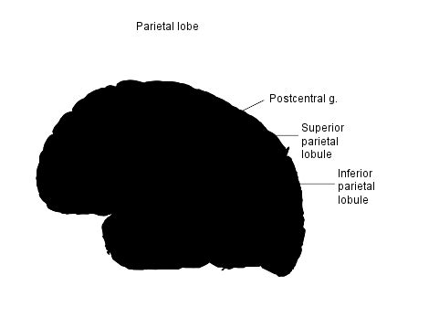 Posterior Parietal Cortex