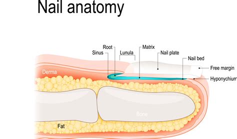 Ingrown Toenail Surgery Part A | The Anatomy | Elizabeth E. Auger, DPM