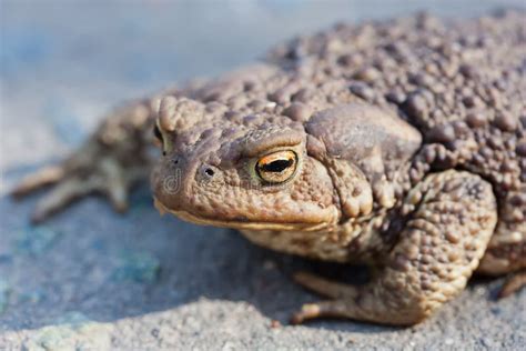 Ugly toad stock photo. Image of amphibian, pond, brown - 116315692