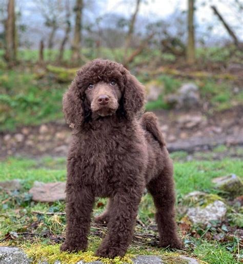 Chocolate Brown Male Standard Poodle Puppy | in Glynneath, Neath Port ...