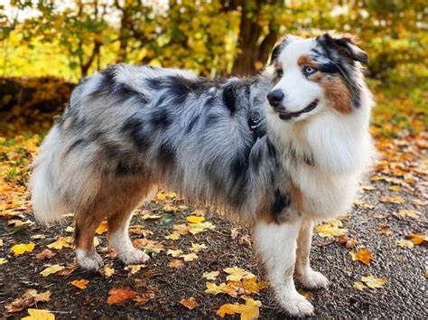 Blue Merle Australian Shepherd: The Complete Dog Breed Guide - K9 Web