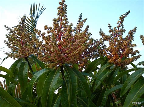 St Lucia Island, Mango Tree, Bloom, Backyard, Garden, Plants, Sun ...