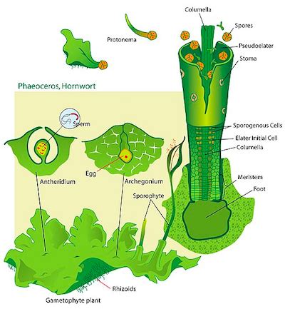 Archegonium & Antheridium | Function & Structure - Video & Lesson ...