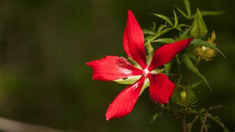 27 Rare Kinds of Hibiscus That Will Take Your Breath Away