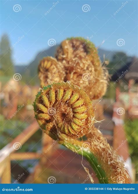 Spiral tree fern stock photo. Image of blossom, curl - 303238144