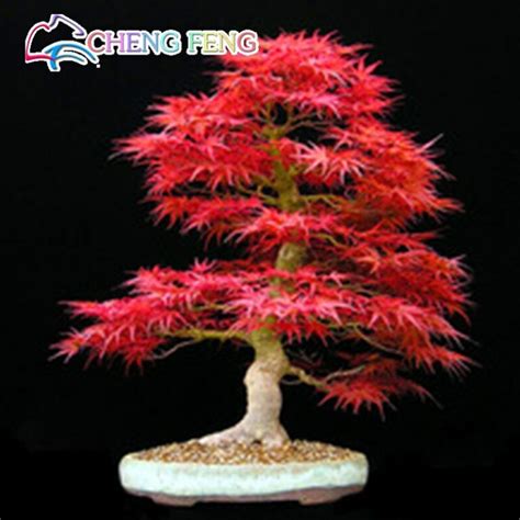 20pcs Purple Maple Seeds OutletTrends.com Free Shipping Up to 70% OFF