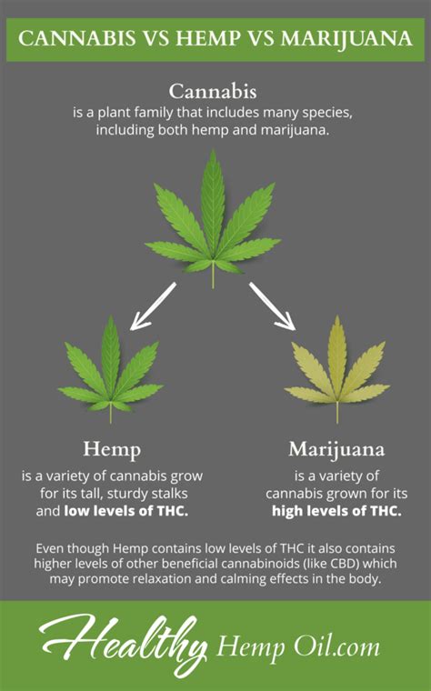 Hemp Vs Cannabis — Are Hemp and Marijuana the Same?