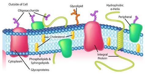 Phospholipid Bilayer Chemical Structure