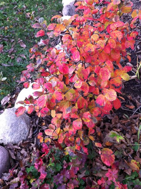 Fothergilla shrub with fall color | Shrubs, Fall colors, Plants