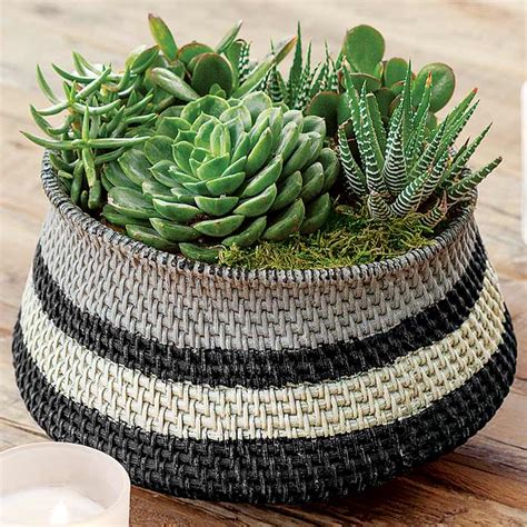 Mojave Succulent, Succulents & Plants: Olive & Cocoa, LLC