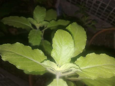 identification - Is this plant really holy basil? - Gardening ...