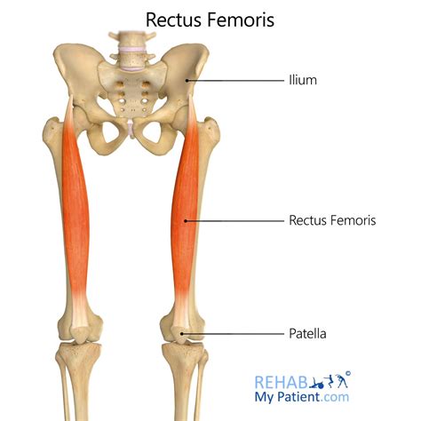 Rectus Femoris | Rehab My Patient