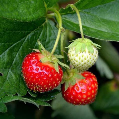 Strawberry Organic Seeds Heirloom Open Pollinated Non GMO - Etsy