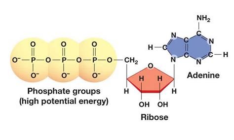 The Diagram Of Atp In Model 1 Atp Adp Cycle Breakdown Explai